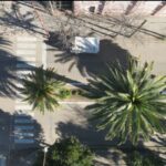 El Municipio realizará una poda y limpieza general de todas las palmeras de Rocamora y Primera Junta