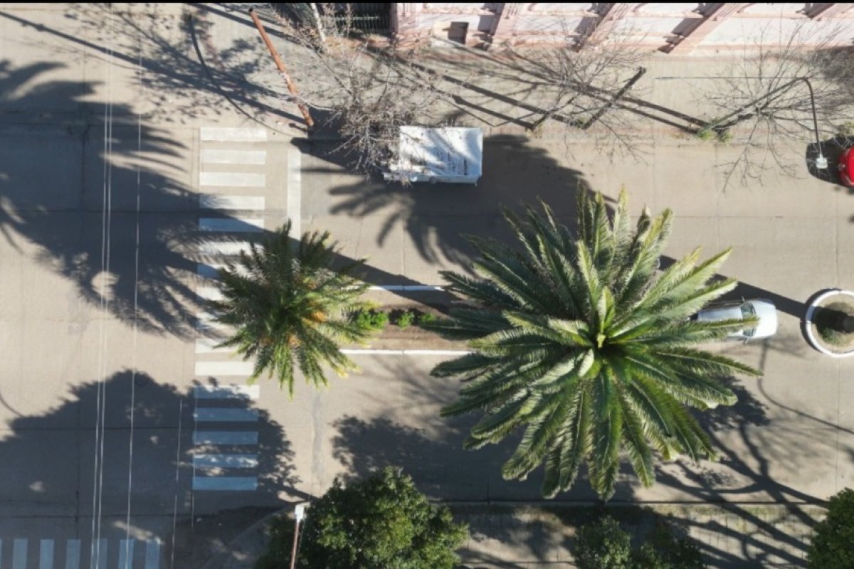 El Municipio realizará una poda y limpieza general de todas las palmeras de Rocamora y Primera Junta