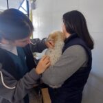 Gran convocatoria en la campaña de vacunación antirrábica gratuita