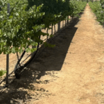 Viñedo innovador israelí descubre un método revolucionario