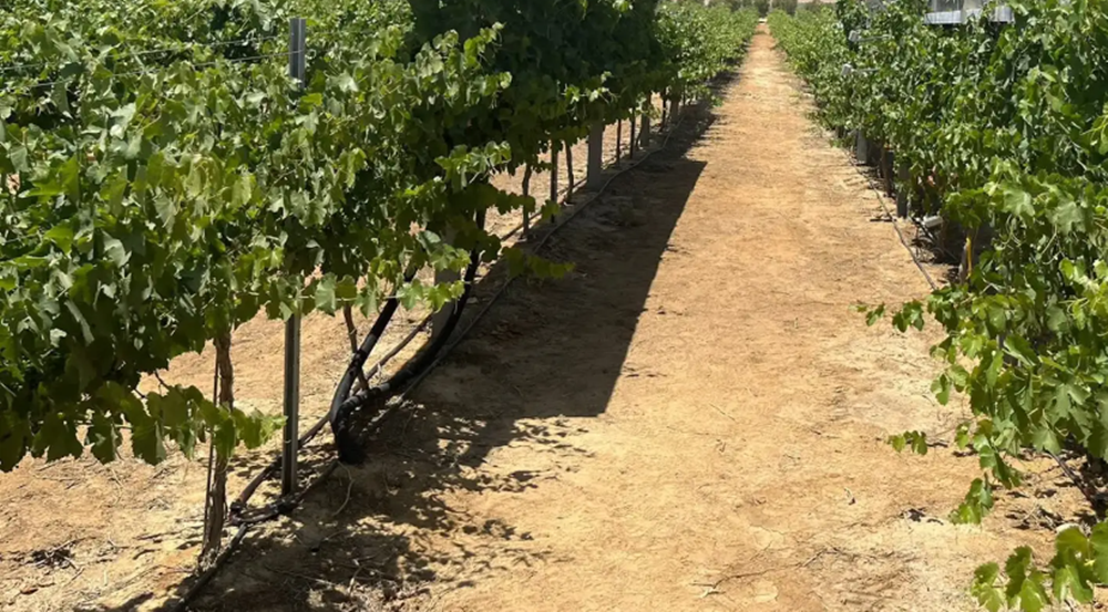 Viñedo innovador israelí descubre un método revolucionario