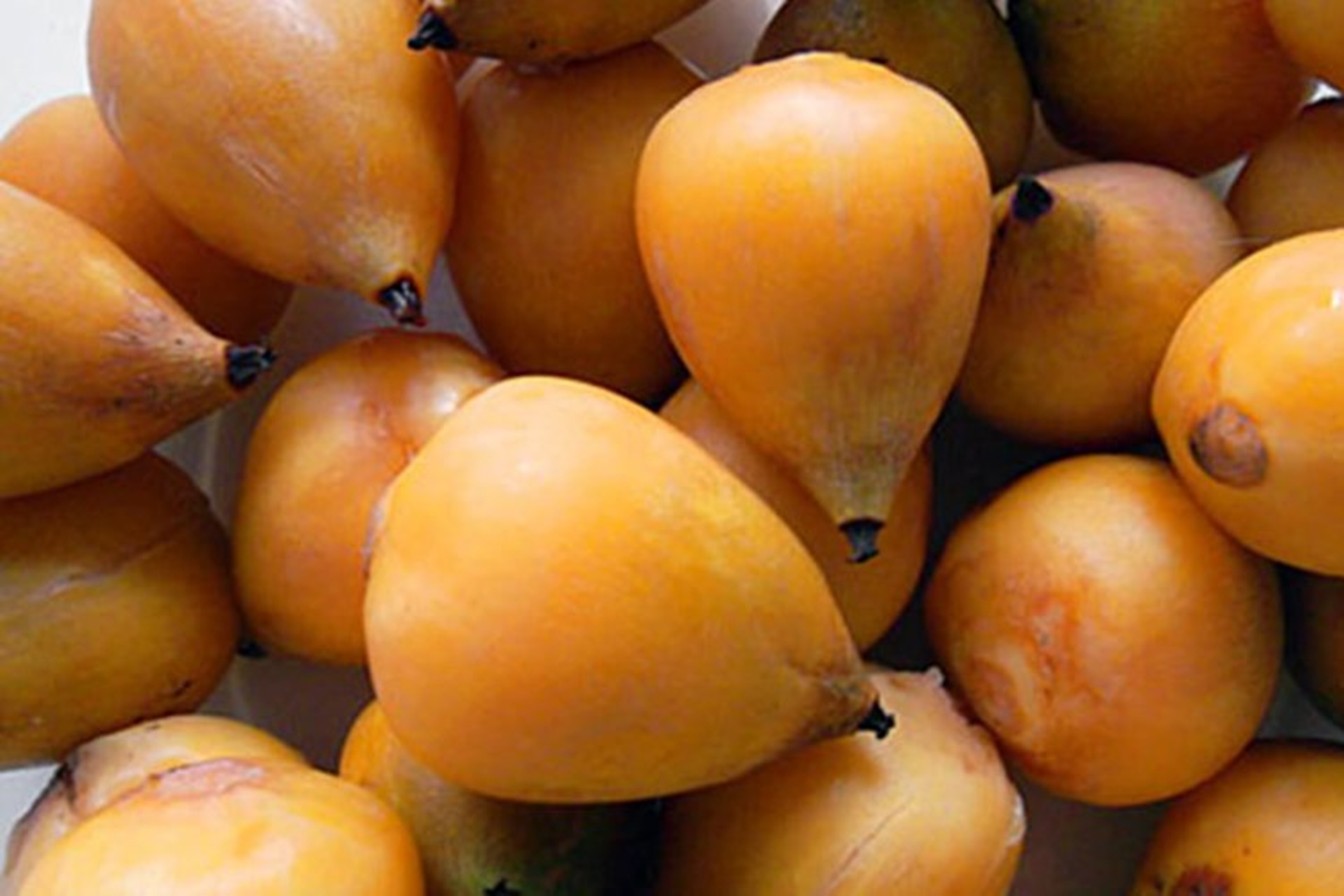 El yatay fue oficialmente incorporado al Código Alimentario Argentino