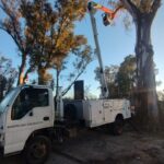 Mantenimiento y seguridad en el Parque Unzué: trabajos de poda preventiva