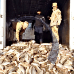 Decomisaron 8 toneladas de pescado en Entre Ríos