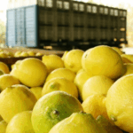 Se abrió el mercado chileno para la exportación de limones desde Argentina
