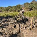 Gendarmería realizó la destrucción de 25 puentes clandestinos asentados en la ribera del río Pilcomayo