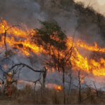 Preocupación por los incendios forestales en el norte del país: se detectaron varias zonas afectadas