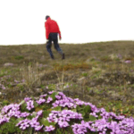 La Tierra se derrite: una misión científica al Ártico fue a buscar nieve y se encontró con flores