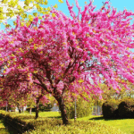 Comienza el Otoño en el Hemisferio Norte y la Primavera en el Hemisferio Sur