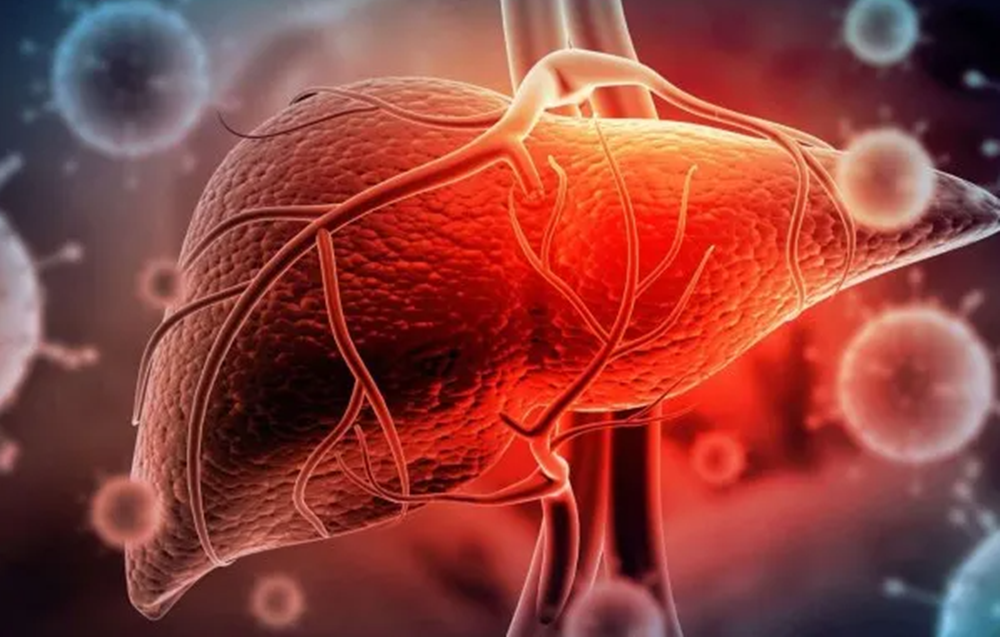 Científicos del CONICET descubrieron que el bloqueo de una proteína reduce la hepatitis fulminante