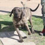 Cronograma de castraciones gratuitas para mascotas del 30 de septiembre al 03 de octubre