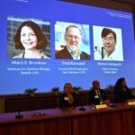 El premio Nobel de Medicina fue otorgado a tres científicos que investigan el sistema inmune y tratamientos innovadores para el cáncer y los trasplantes