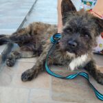 20 al 24 de octubre: cronograma de castraciones gratuitas para perros y gatos
