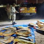 Decomisan más de 400 kilos de pescado en un operativo de control en Entre Ríos