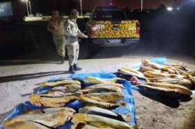 Decomisan más de 400 kilos de pescado en un operativo de control en Entre Ríos