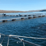 Por primera vez, Argentina logró apertura de 4 mercados para ovas de trucha arcoíris