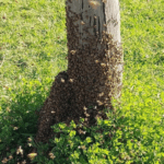 Acciones ante la formación de enjambres de abejas en el inicio de la primavera