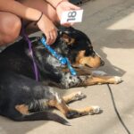 Cronograma de castraciones gratuitas para mascotas del 6 al 10 de octubre