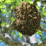 Enjambres de abejas: un fenómeno natural de la temporada