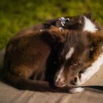 Cronograma de castraciones gratuitas para perros y gatos del 27 al 31 de octubre