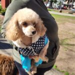 Octubre cerró con más de 300 castraciones gratuitas de perros y gatos en Gualeguaychú