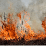 Atentado contra la humanidad: daño irreparable sufrió el Delta tras los incendios