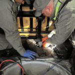 El can antinarcóticos “Lev” marcó y los gendarmes hallaron cocaína y marihuana dentro del tanque de combustible