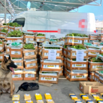 El hallazgo de más de 29 kilos de cocaína ocultos en un transporte de bananas, derivó en el allanamiento de inmuebles y el secuestro de otros 34 kilos de la droga