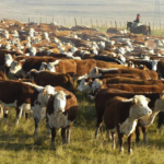 La ganadería entrerriana revela una mejora de sus índices productivos