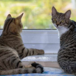 Alerta por aumentos de casos de un virus mortal en gatos: cómo prevenirlo