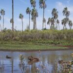 Inauguran una muestra por el 60° aniversario del parque nacional El Palmar