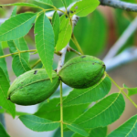 Entre Ríos crece con la incorporación de derivados de la nuez pecán al Código Alimentario Argentino