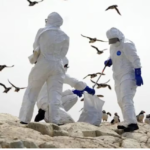 Uruguay declaró emergencia sanitaria por gripe aviar tras detectar el virus H5 en la fauna silvestre