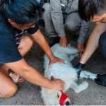 Se desarrolló en el norte entrerriano el monitoreo de flebótomos transmisores de la leishmaniasis visceral