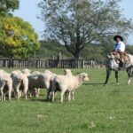 Efectivizan los primeros créditos para productores de cabras y ovejas