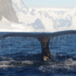 Exploradores polares ucranianos muestran cómo se encontraron con un grupo de ballenas jorobadas