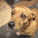 Se llevó adelante una nueva jornada de castraciones de mascotas en Pueblo Belgrano