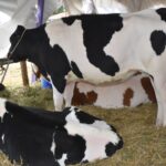 Presentación y lanzamiento oficial de la XXII Expo Provincial de la Leche y la XIII Edición de la Expo Jersey Entrerriana