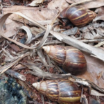 Acciones de prevención ante posible presencia de caracol gigante africano en Tucuman